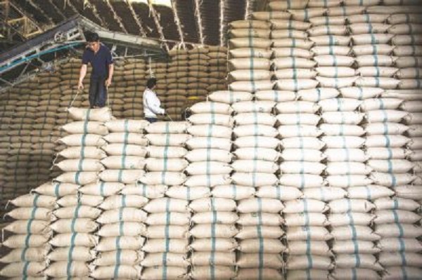 World Bank Hopes For Tangible Results in Sierra Leone Rice Seedling Project