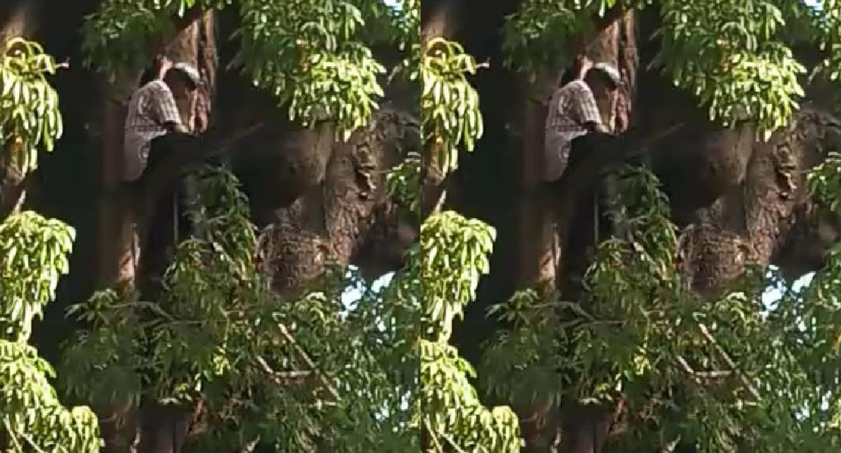 BREAKING: Man Arrested After Climbing Cotton Tree in Freetown