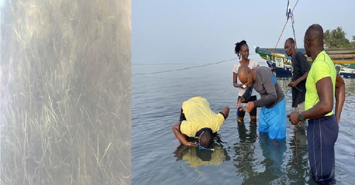 Environmental Protection Agency And Partners Discover Seagrass Location in Turtle Island