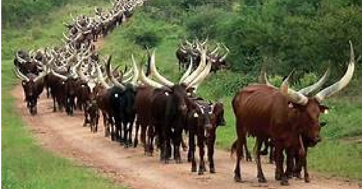 Anthrax Disease: 233 Livestock Dead in Sierra Leone