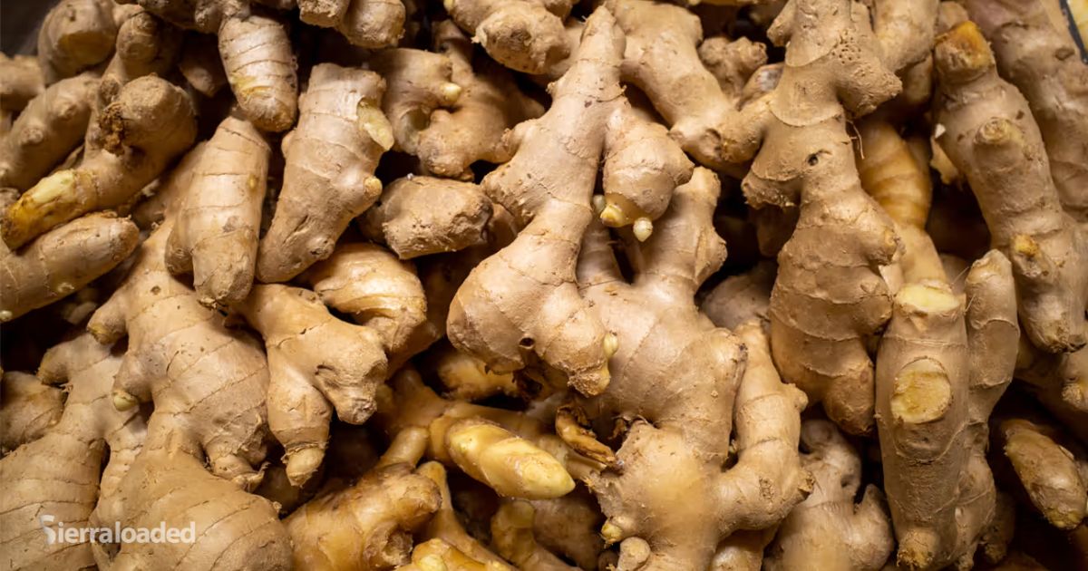 4 Things That Will Happen to Your Body When You Eat Ginger Every Day