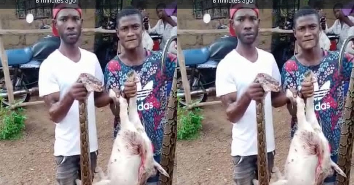 Huge Python Killed in Kambia