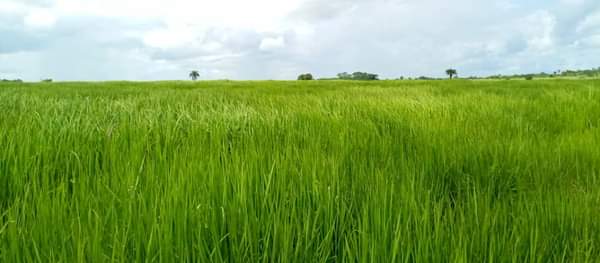 Tonkolili Cultivates Over 3,000 Hectares of Rice Under The New Direction Government