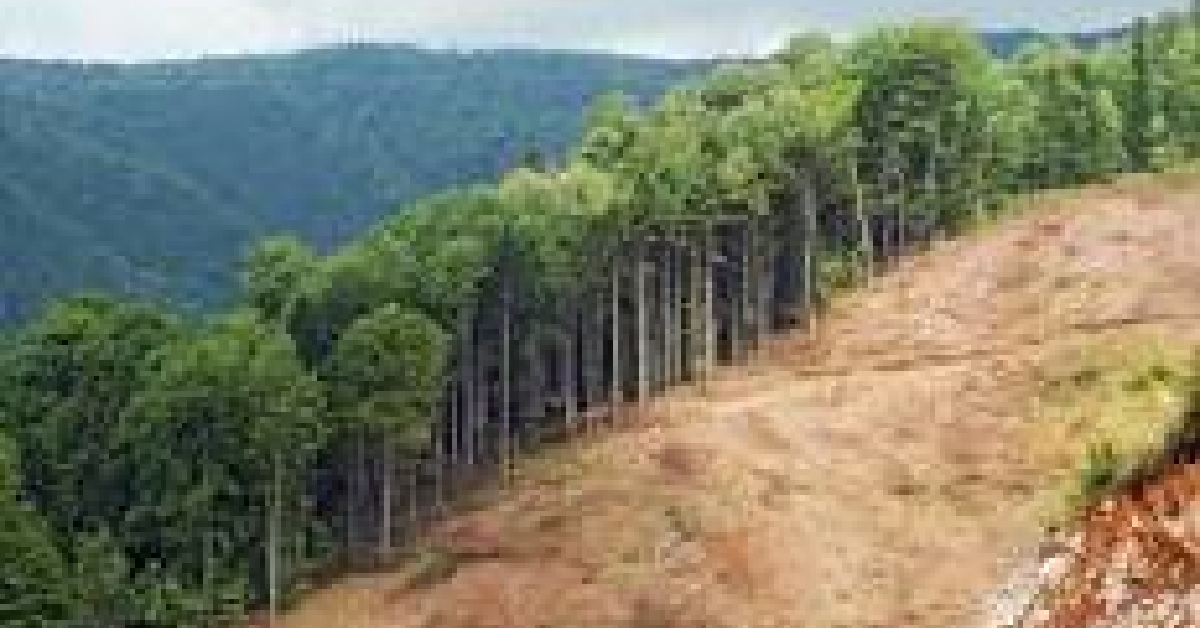 Deforestation Poses a Serious Threat to Guma Valley And Livelihoods in Sierra Leone