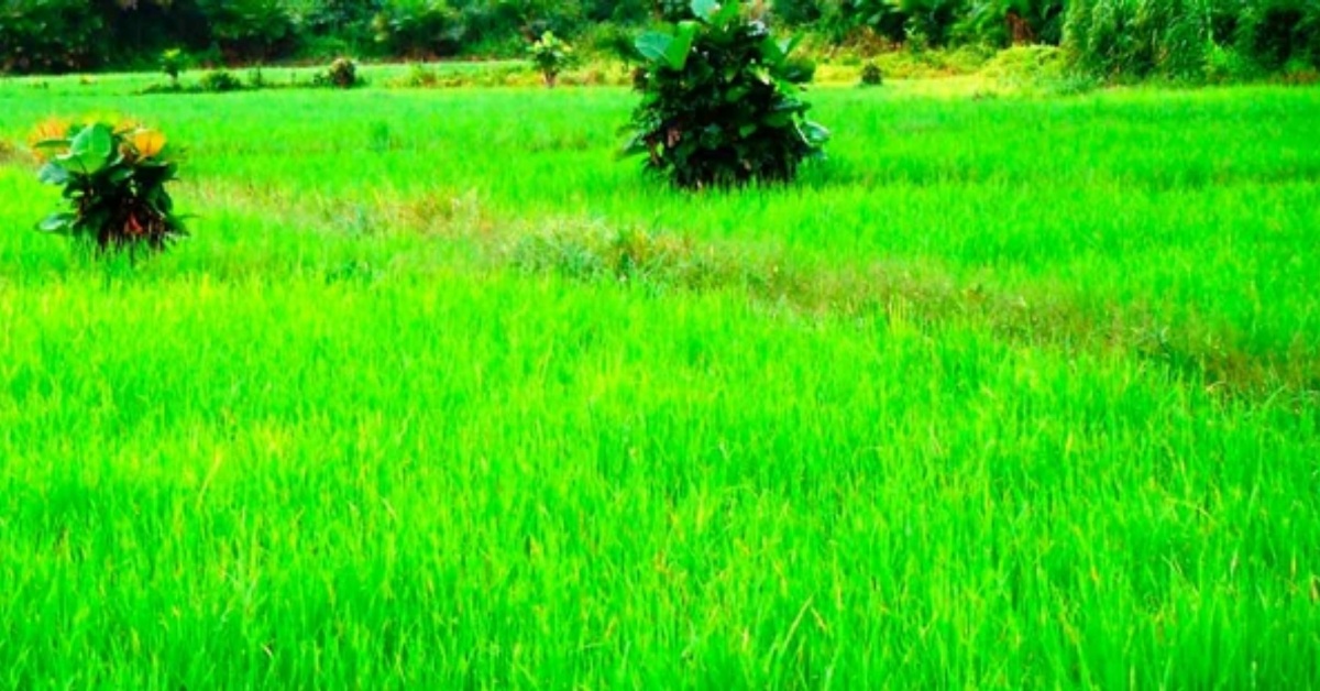 African Development Fund Extends $12 Million Grant To Boost Food Sufficiency in Sierra Leone