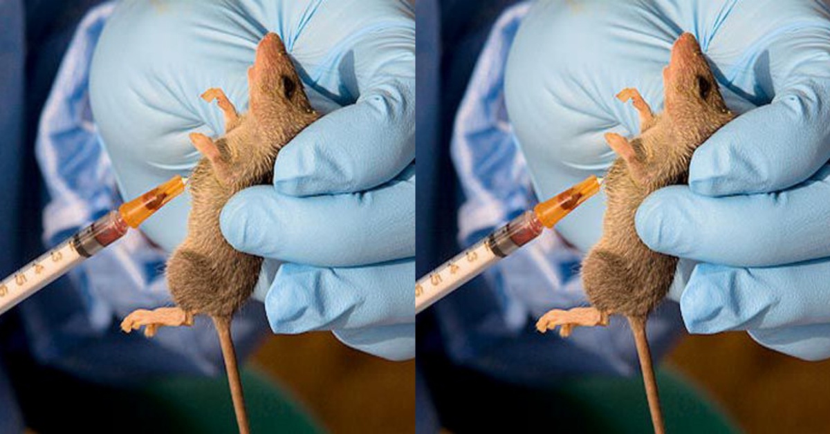 Two Die of Lassa Fever in Bo District