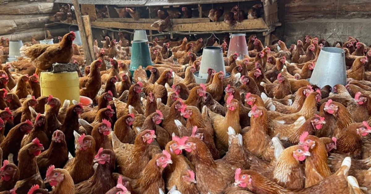 Qatar to Provide $13 Million for Poultry Farming in Sierra Leone And Gambia