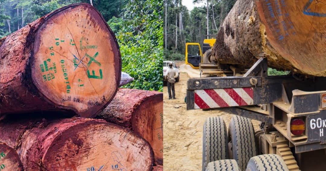 Police Impounds Trucks of Timber