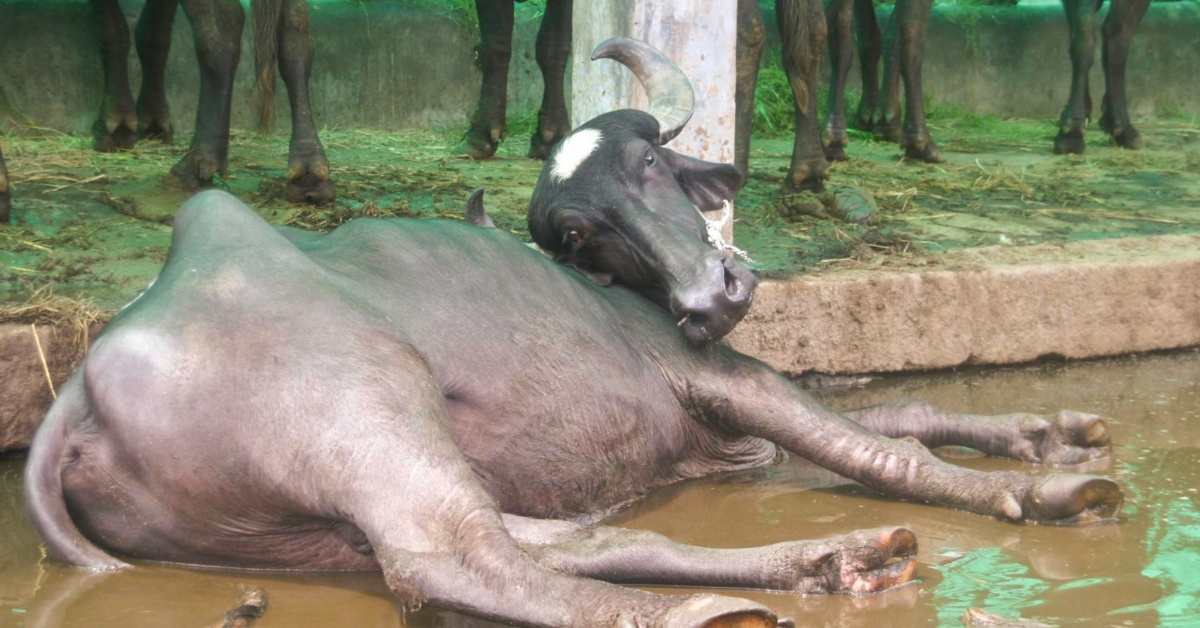 Confirmed Case of Anthrax Detected in Bombali