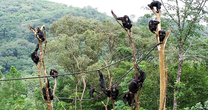 Tourism Ministry Warns Against Encroachment at Tacugama Chimpanzee Sanctuary