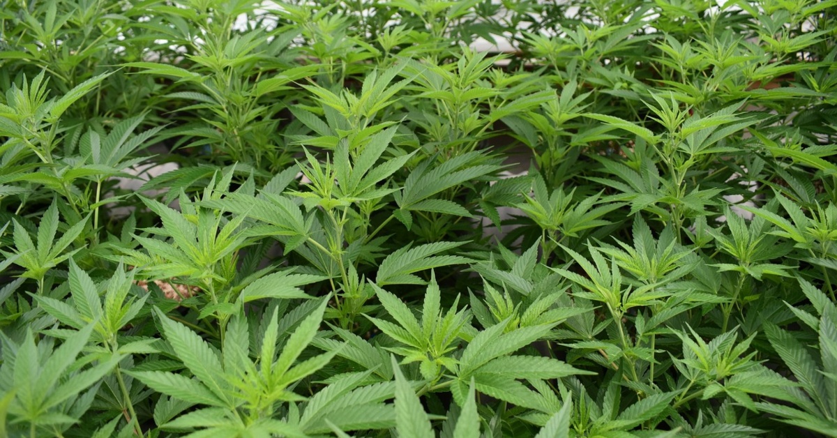 British National Arrested at Lungi Airport with 34 Parcels of Cannabis Sativa