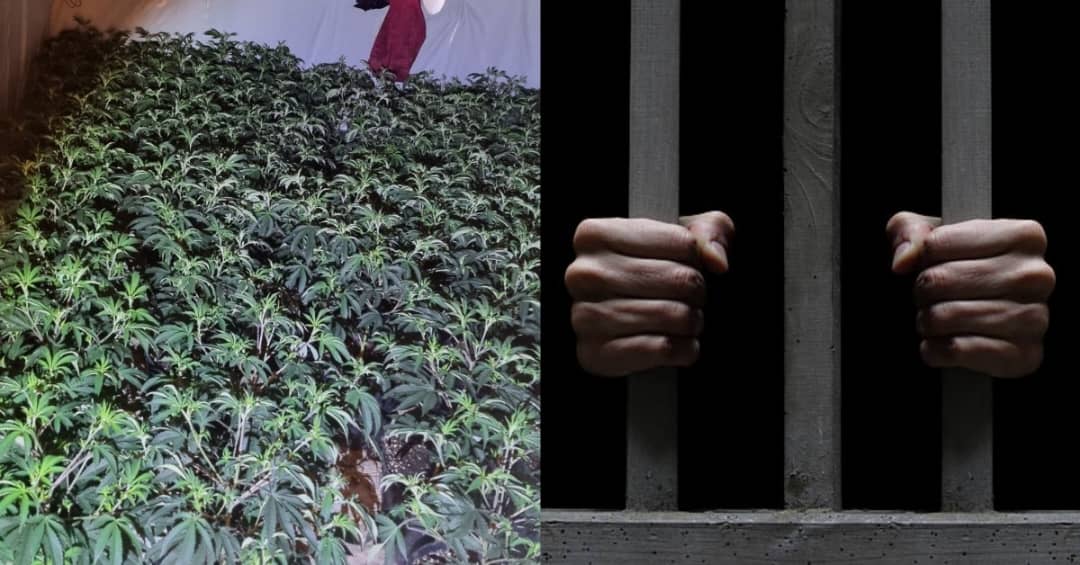 Three Jailed For Cultivating 262.4 Kilograms of Cannabis Sativa