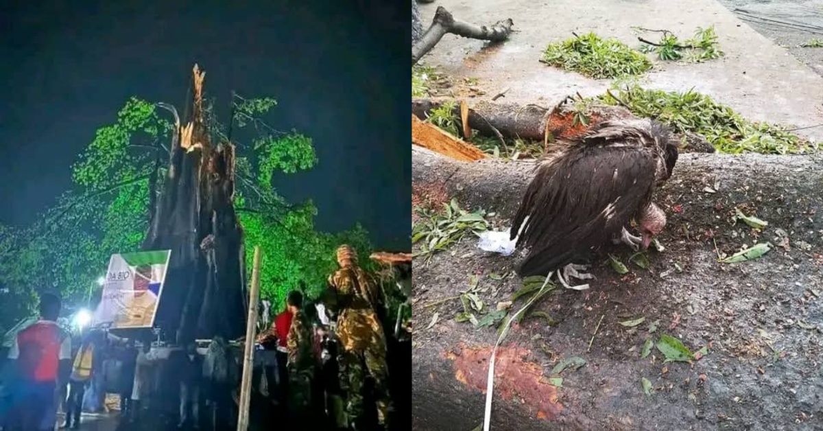 Bats and Vultures: The Silence Victims of the Freetown Cotton Tree