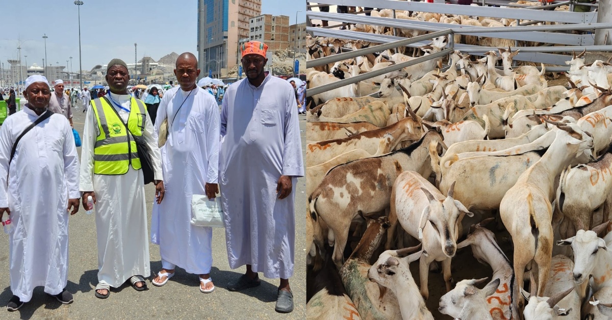 652 Lambs Slaughtered For Sierra Leonean Hajj Pilgrims