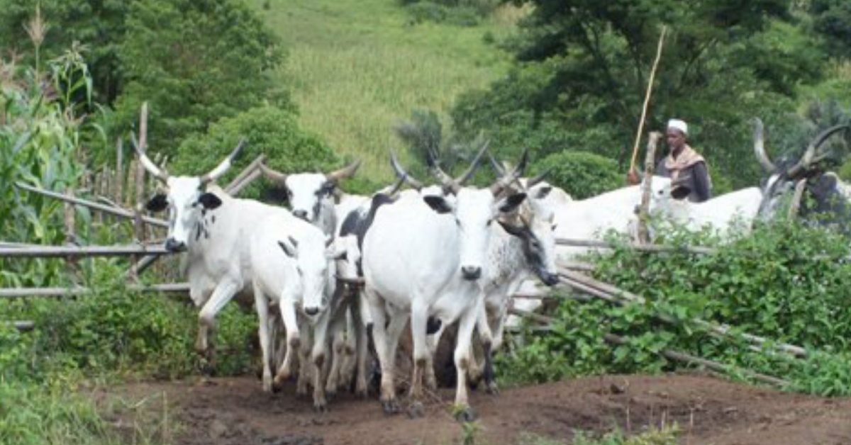 Farmers in Vaama Kasuay Village, Kori Chiefdom, Demand Action as Roaming Cattle Destroy Crops