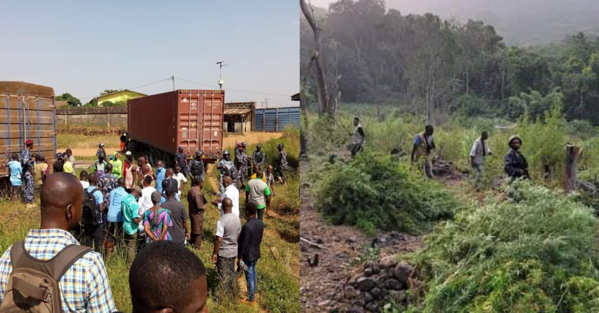 Sierra Leone Police Uncover Marijuana Farms in Covert Community Raids