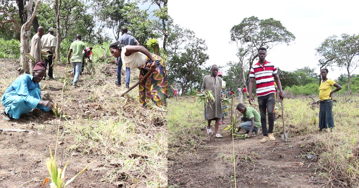 WFP Helps 200 Cattle Herders in Sierra Leone Establish Syntrophic Farms