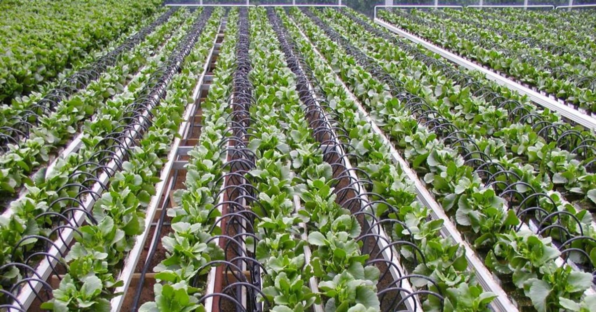 Golley Agricultural Investment Poised to Revolutionize Farming in Sierra Leone