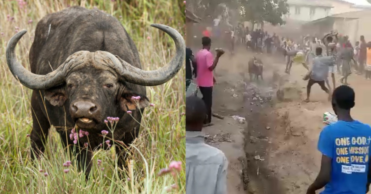 Fear Grips Kabala Community as Bush Cow Invades Gbawuria Township