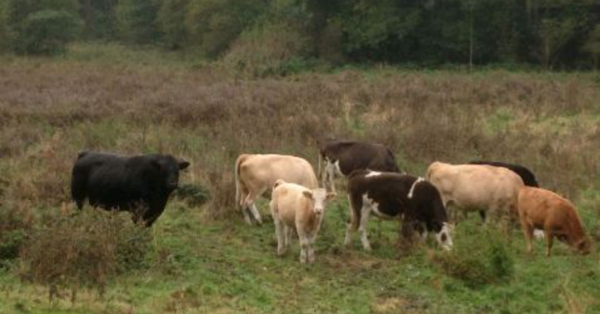 Stakeholders Call for Cattle Owners to Relocate Amidst Crop Destruction Concerns