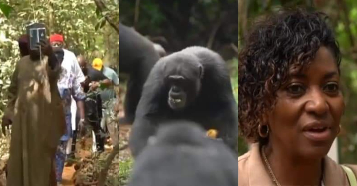 Minister of Tourism Nabeela Tunis Leads ECOWAS Parliamentarians on Visit to Tacugama Chimpanzees Sanctuary