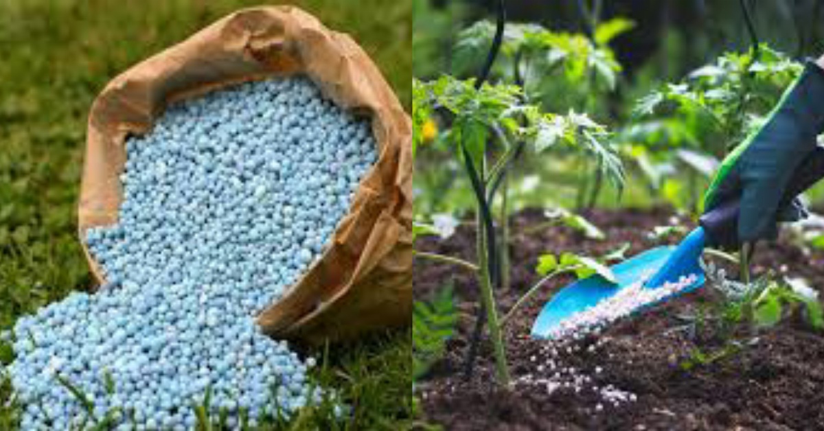 16,243 Bags of Fertilizer Missing From Queen Elizabeth II Quay Store