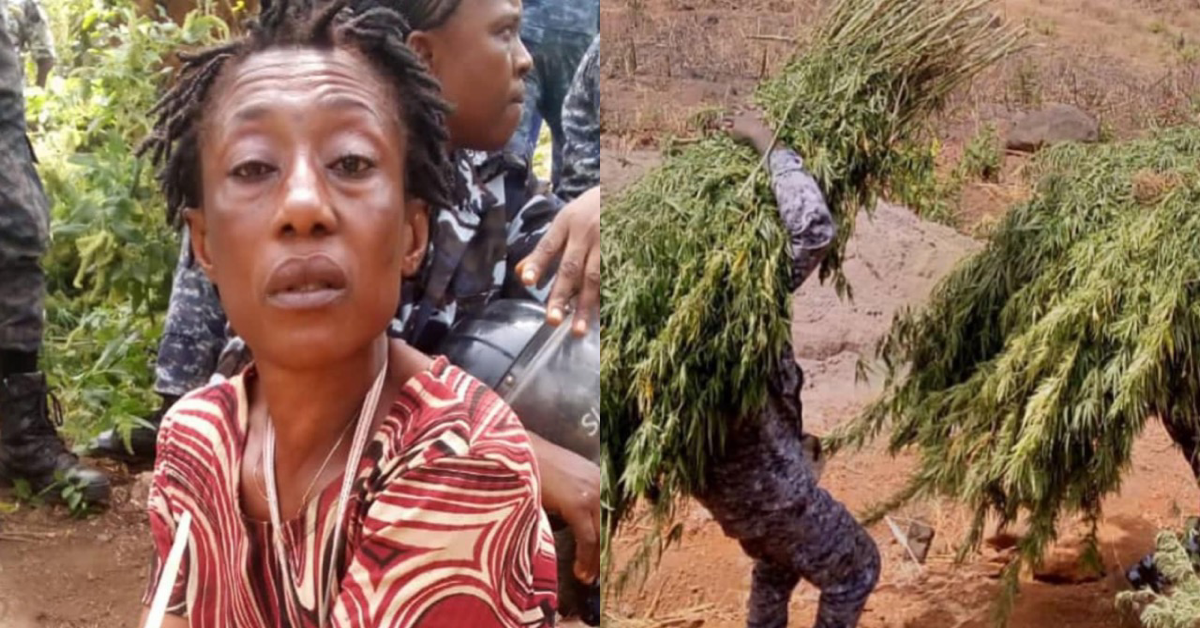Regional Police Commander Leads Successful Raid on Cannabis Plantation in Freetown