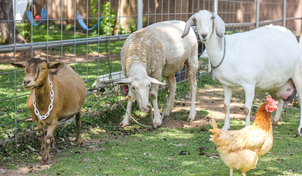 25 Sierra Leoneans Receive NLe250,000 Cash to Start Rearing Domestic Animals