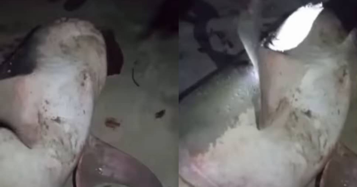 Shark Caught at Tokeh Beach