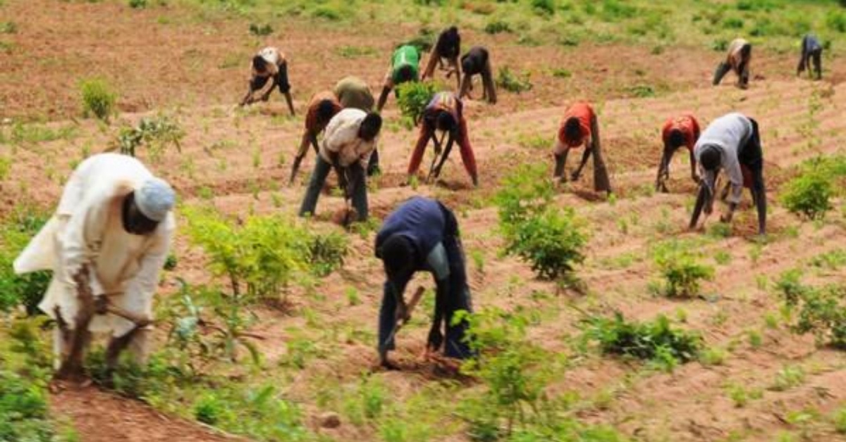 Women Farmers in Pujehun Receive Seed Rice and Financial Support