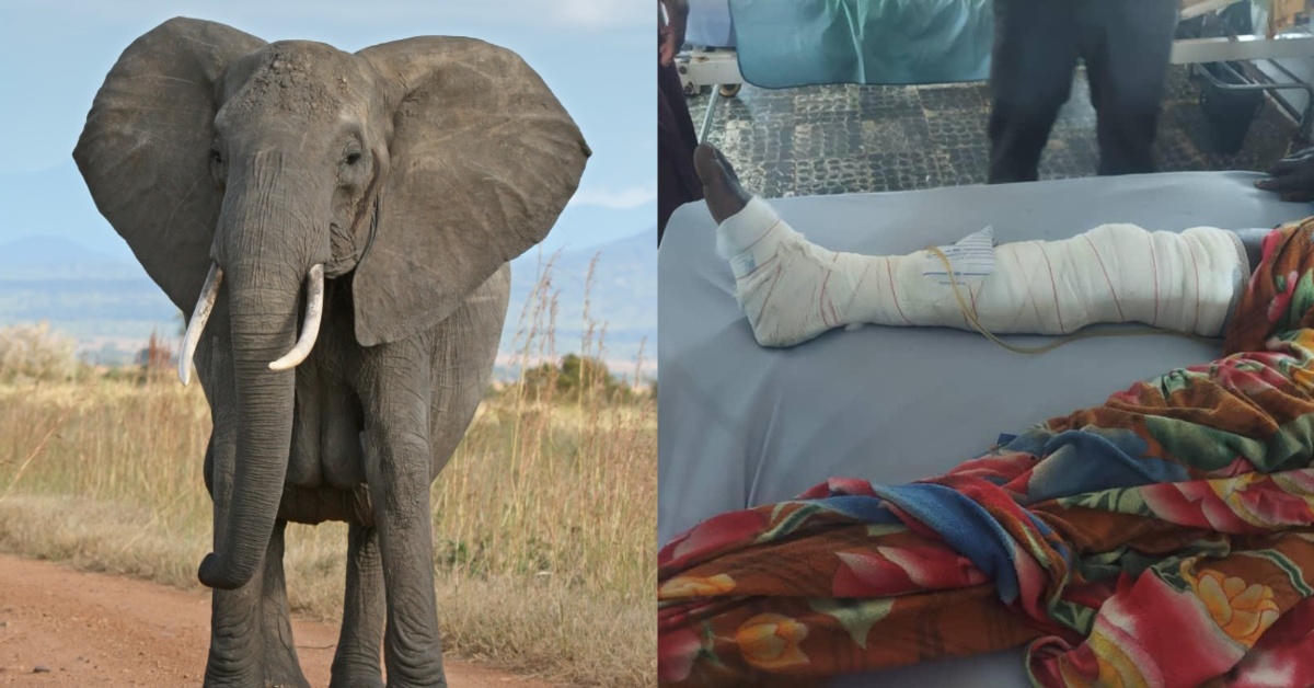 Man Injured After Being Attacked by an Elephant in Karene District