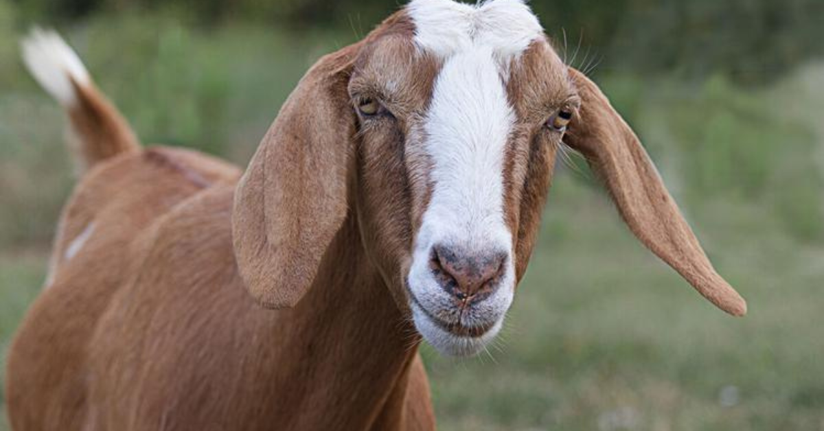Man Killed Over Missing Goat