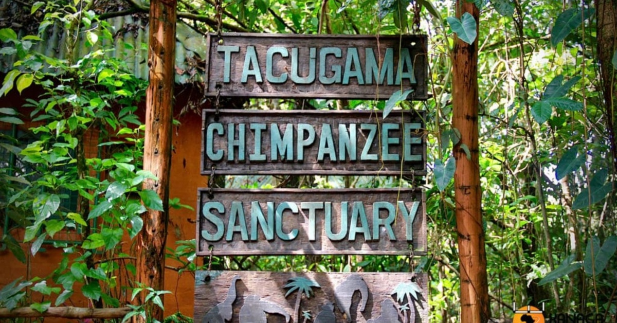 Tacugama Chimpanzee Sanctuary Reopens After Six-Month Closure Over Deforestation