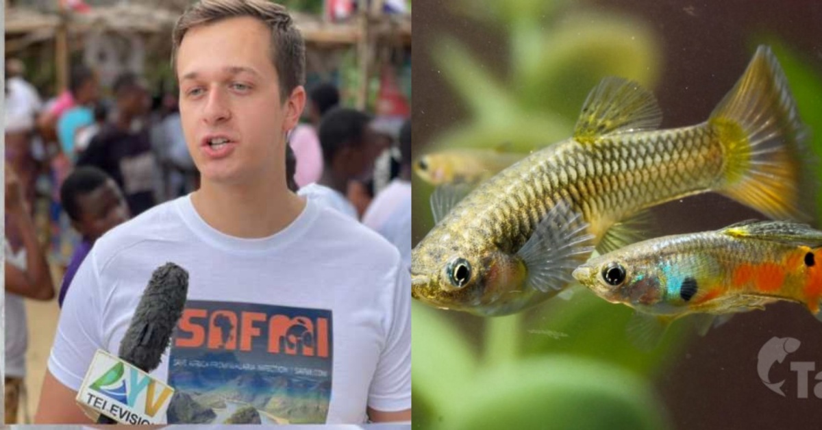 SAFMI CEO Reveals Progress of Mosquito Fish in Sierra Leone