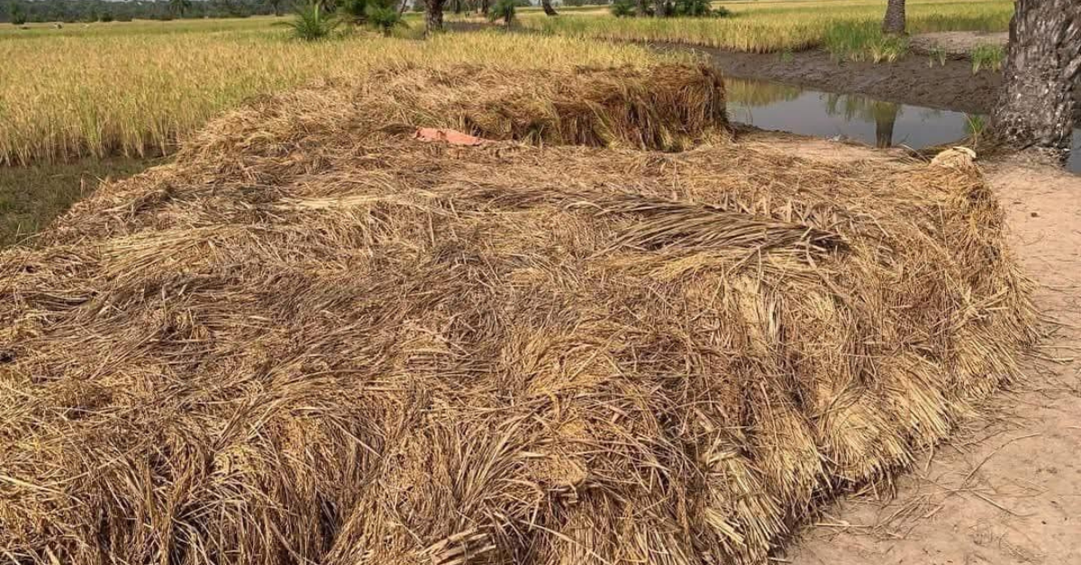 Chief Minister Sengeh Urges Sierra Leoneans to Buy Torma Bum Rice