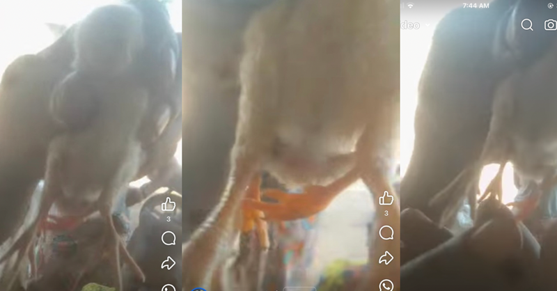 Hen Gives Birth to a Pullet of Four Foots in Kenema District