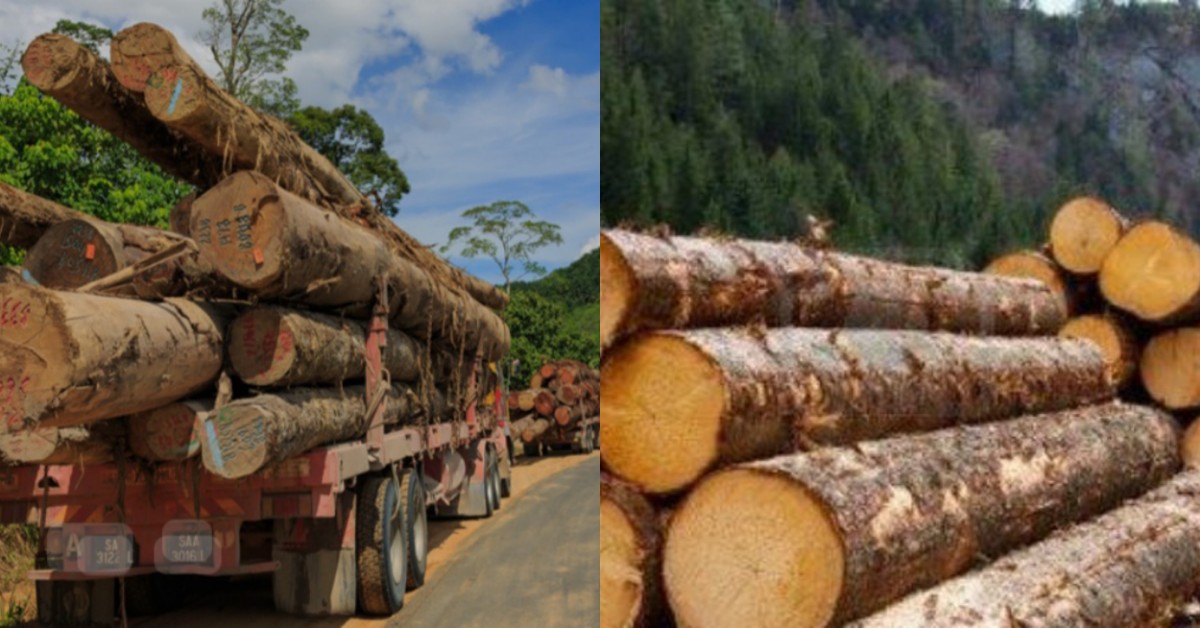 Documents Reveal How Over Le452 Billion Was Illegally Withdrawn from Sierra Leone Timber Levy Account