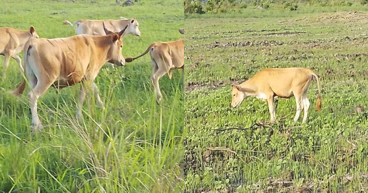 Feed Salone Program Under Threat as Loose Cattle Ravage Farmlands
