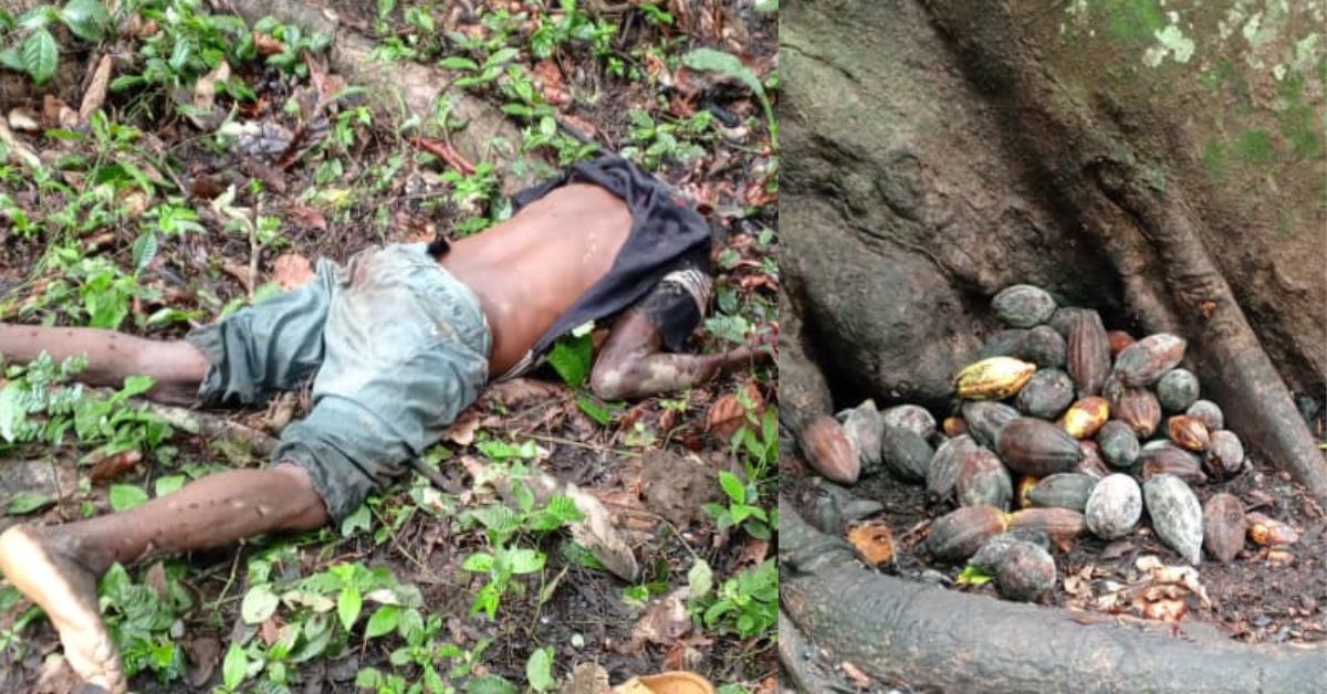 Local Farmer Brutally Murdered by Thief Over Cacao Beans in Kono District