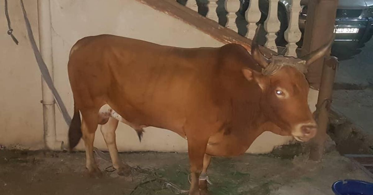 Thieves Steal Cow Meant for Eid al-Adha at Fullah Town Mosque