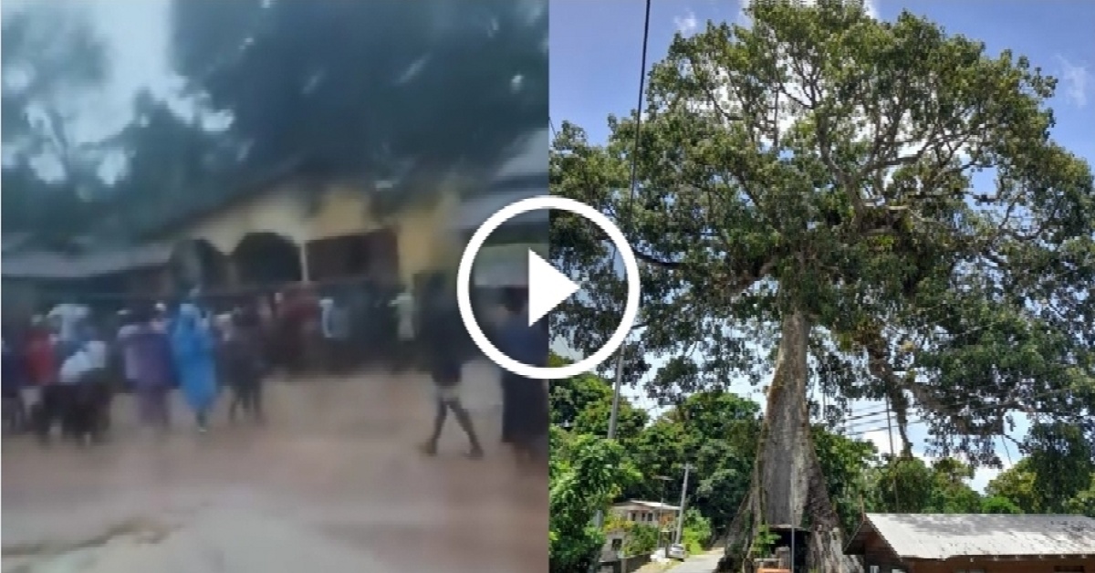 Heavy Rain and Storm Uproot Giant Cotton Tree in Madina, Trap Residents Under Rubble