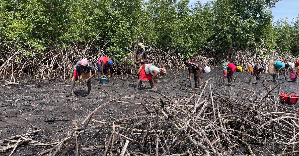 Residents of Yoni Mamaila Chiefdom Demand ACC Probe Into Miro Forestry Funds