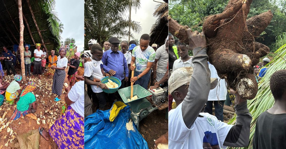 Sierra Leone’s Chief Minister Kicks Off Cassava Harvest and Garri Production Scheme in Wombay Village to Strengthen Local Food Supply