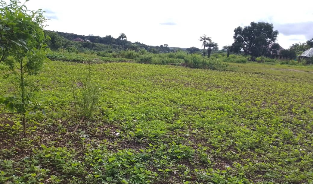 Port Loko Farmers Voice Challenges and Hopes Amid Farming Season