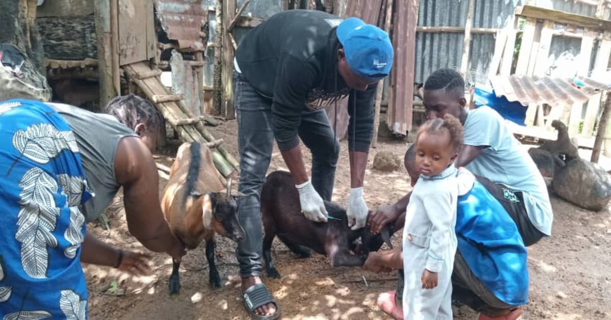 Ministry of Agriculture Donates Vaccines to Strengthen Livestock Health in Pujehun