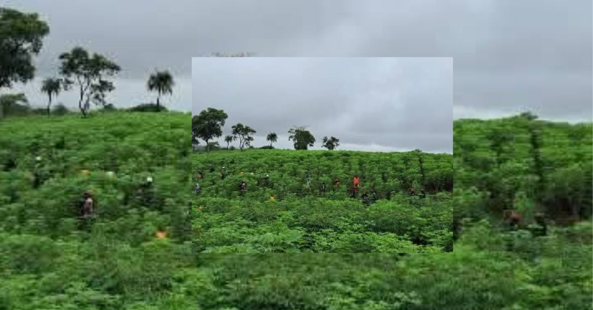 Youth-Led Farming Initiative Transforms Rural Development