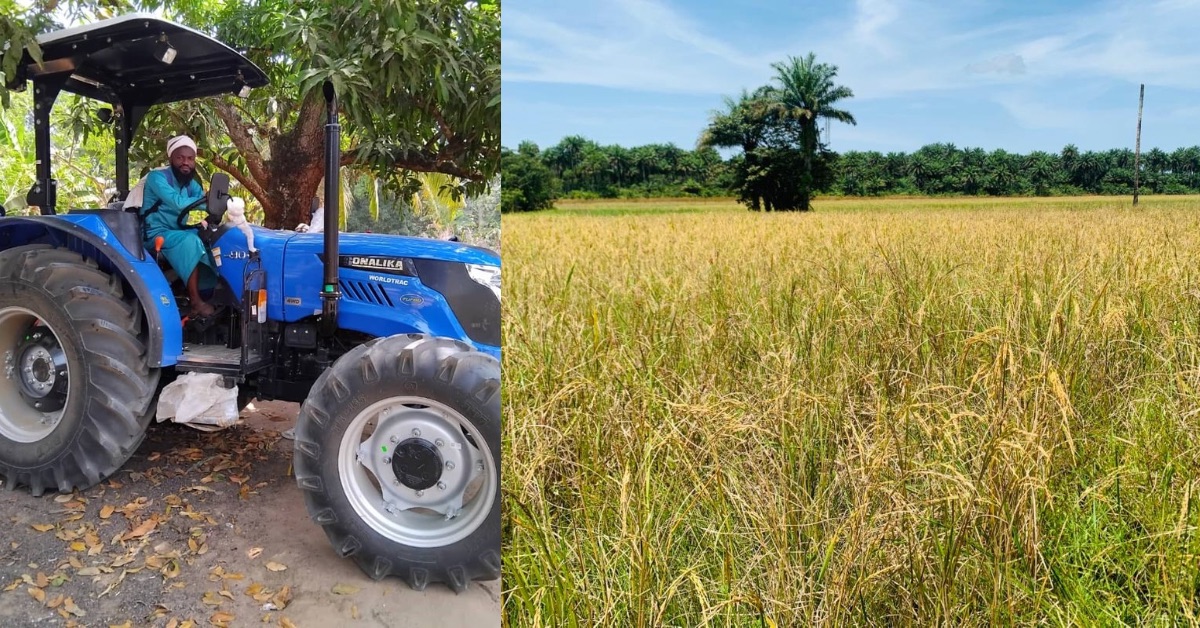 Jannatu Farms to Harvest Rice, Cassava, Sweet Potatoes and Watermelon in Port Loko and Kambia
