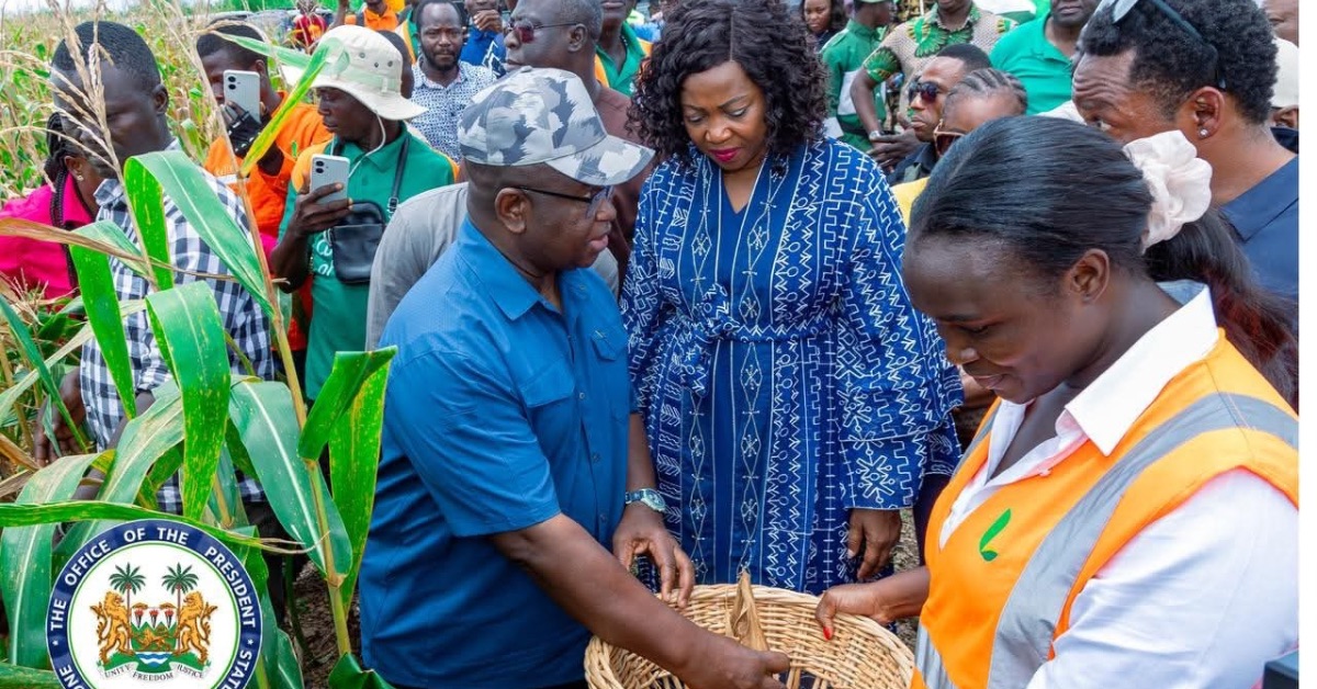 President Bio joins Harvesting of 60-hectare Privately Owned Maize Farm in Moyamba