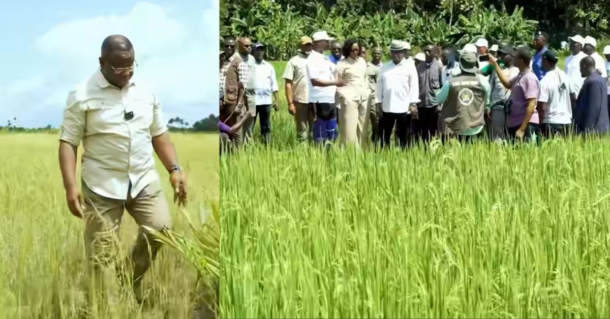 President Bio Visits His Rice Farm in Tihun, Hails Rise in Home-Grown Food Production