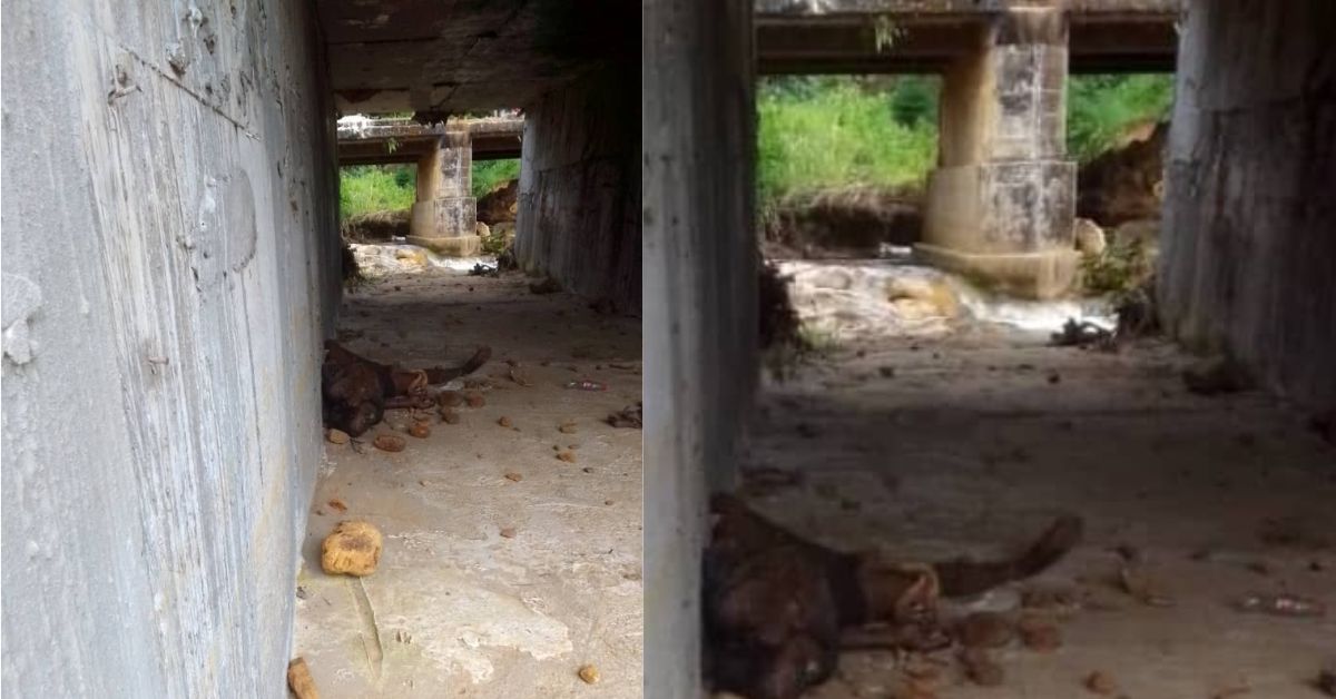 Decomposing Body Found Under Kenema Bridge Sparks Health Concerns